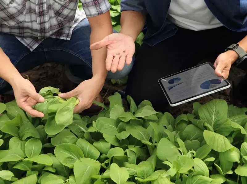 Mains examinant de jeunes plants dans un champ, tablette de relevé à l'appui